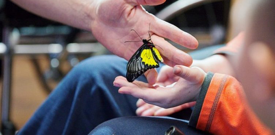 Бабочка в руках ребенка - доступная среда